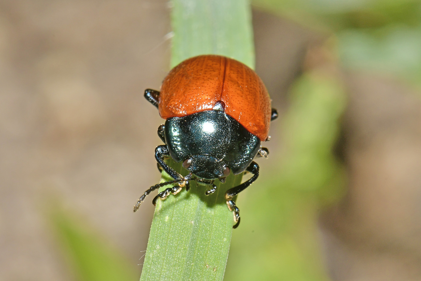 Chrysomelidae: Chrysolina grossa? S.